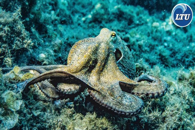 Cephalopods : Advanced Invertebrate